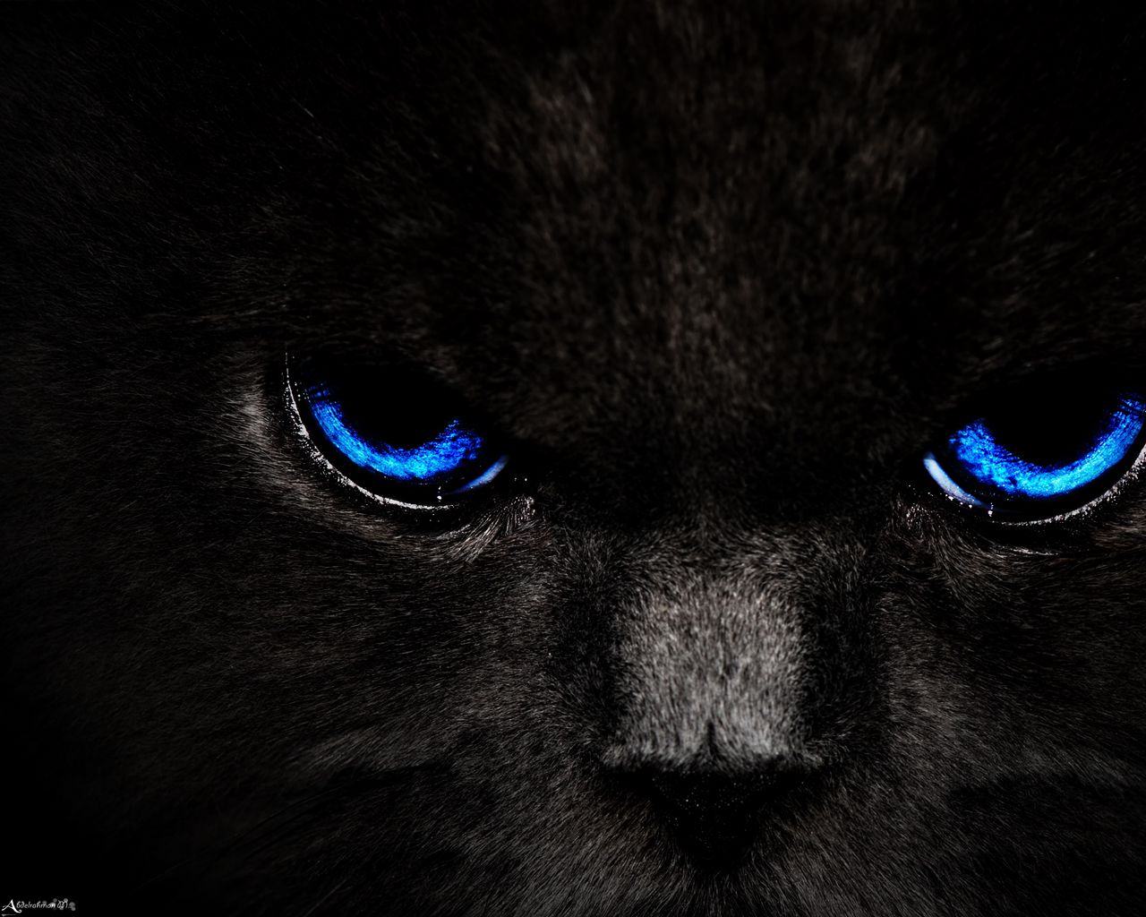 1280x1024 Wallpaper cat, eyes, blue, glance, dark