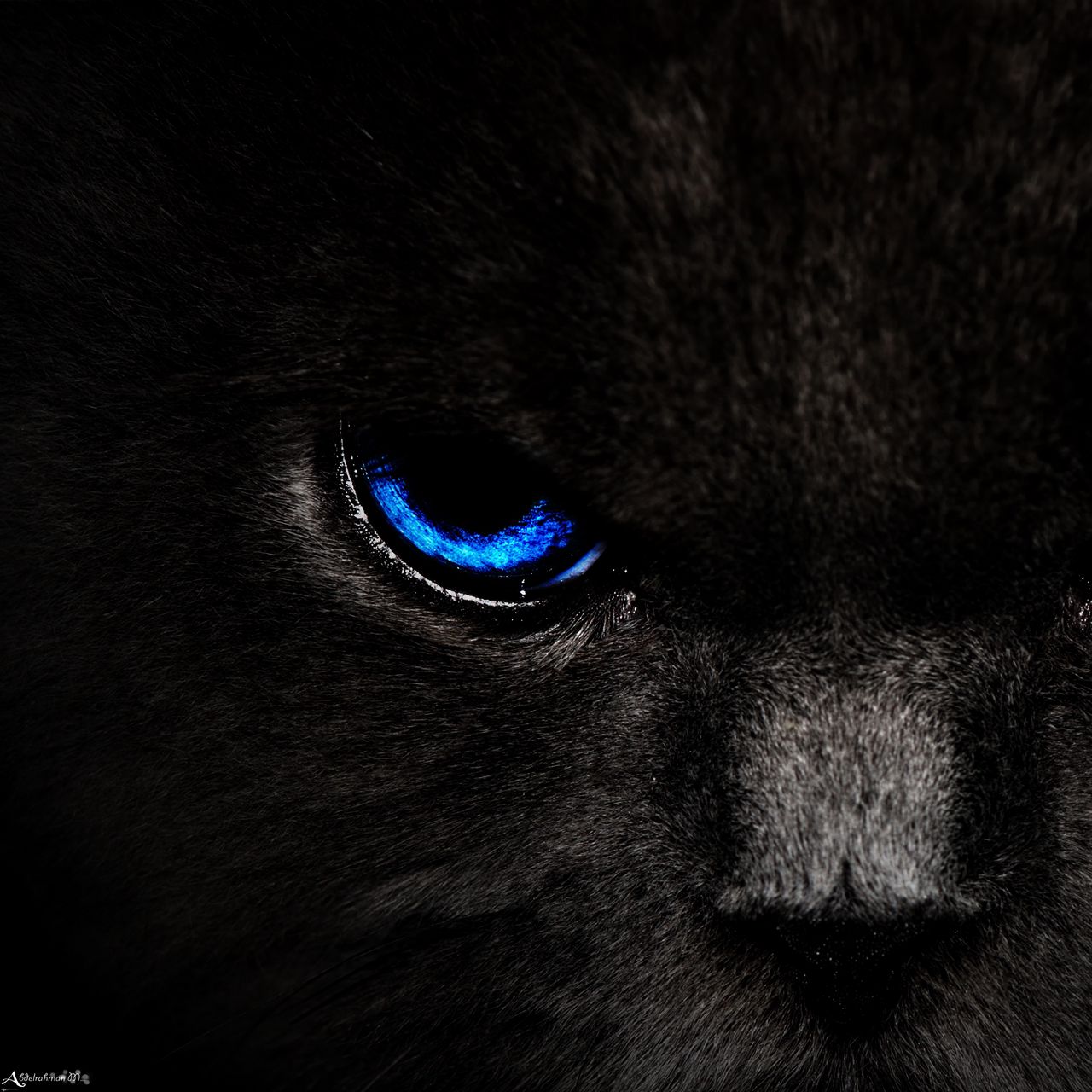 1280x1280 Wallpaper cat, eyes, blue, glance, dark