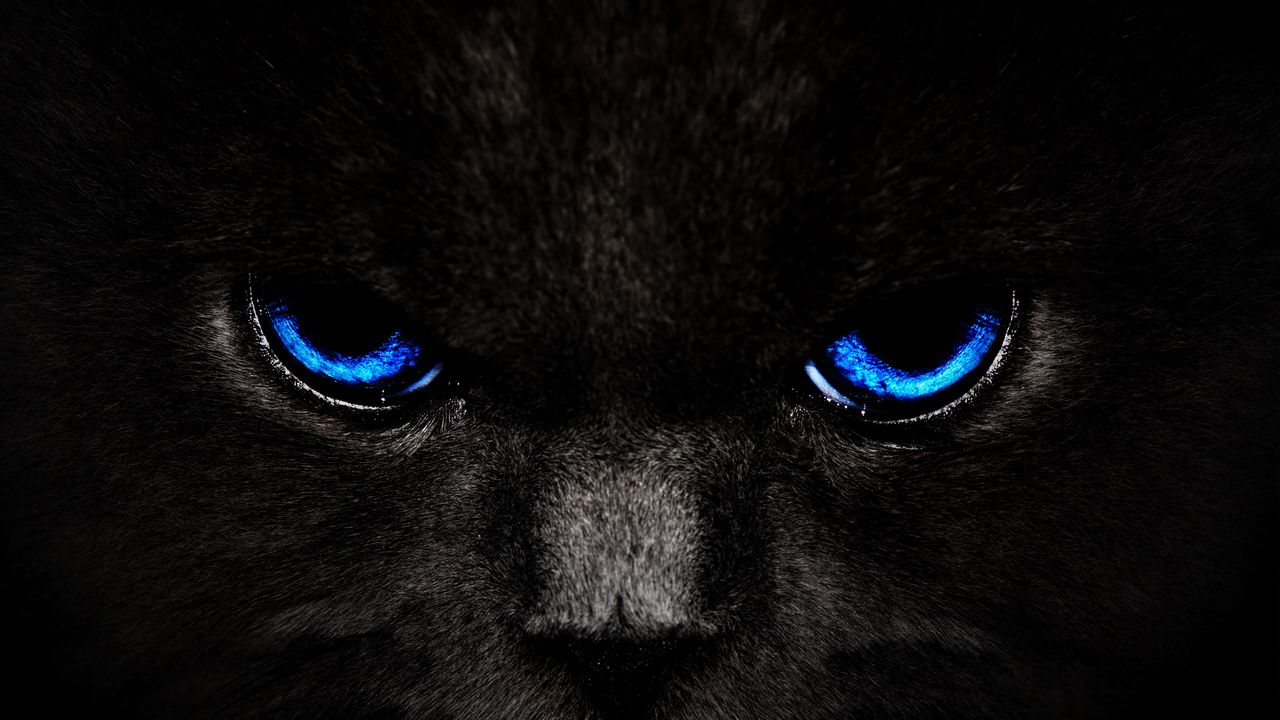 1280x720 Wallpaper cat, eyes, blue, glance, dark