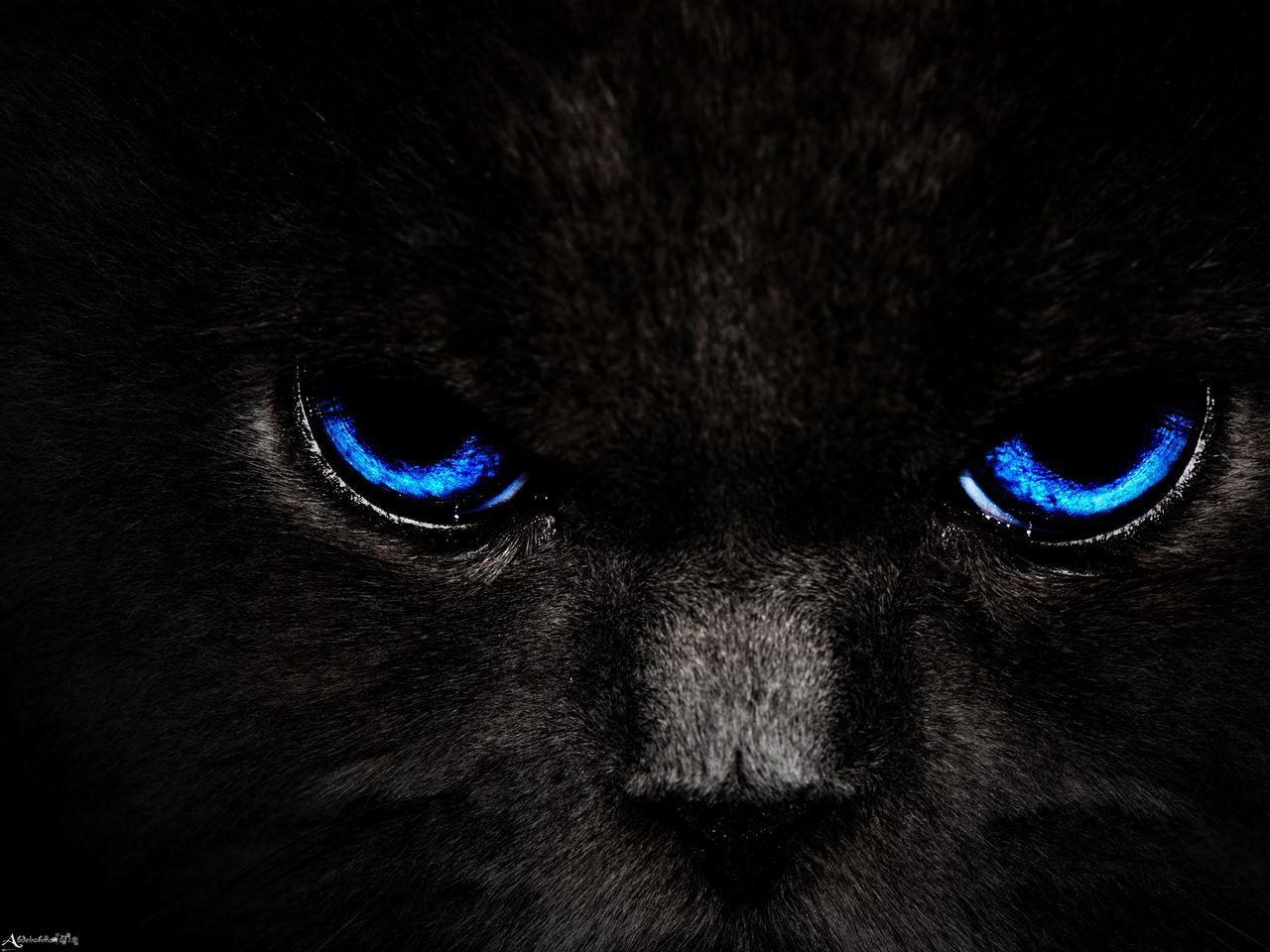 1280x960 Wallpaper cat, eyes, blue, glance, dark