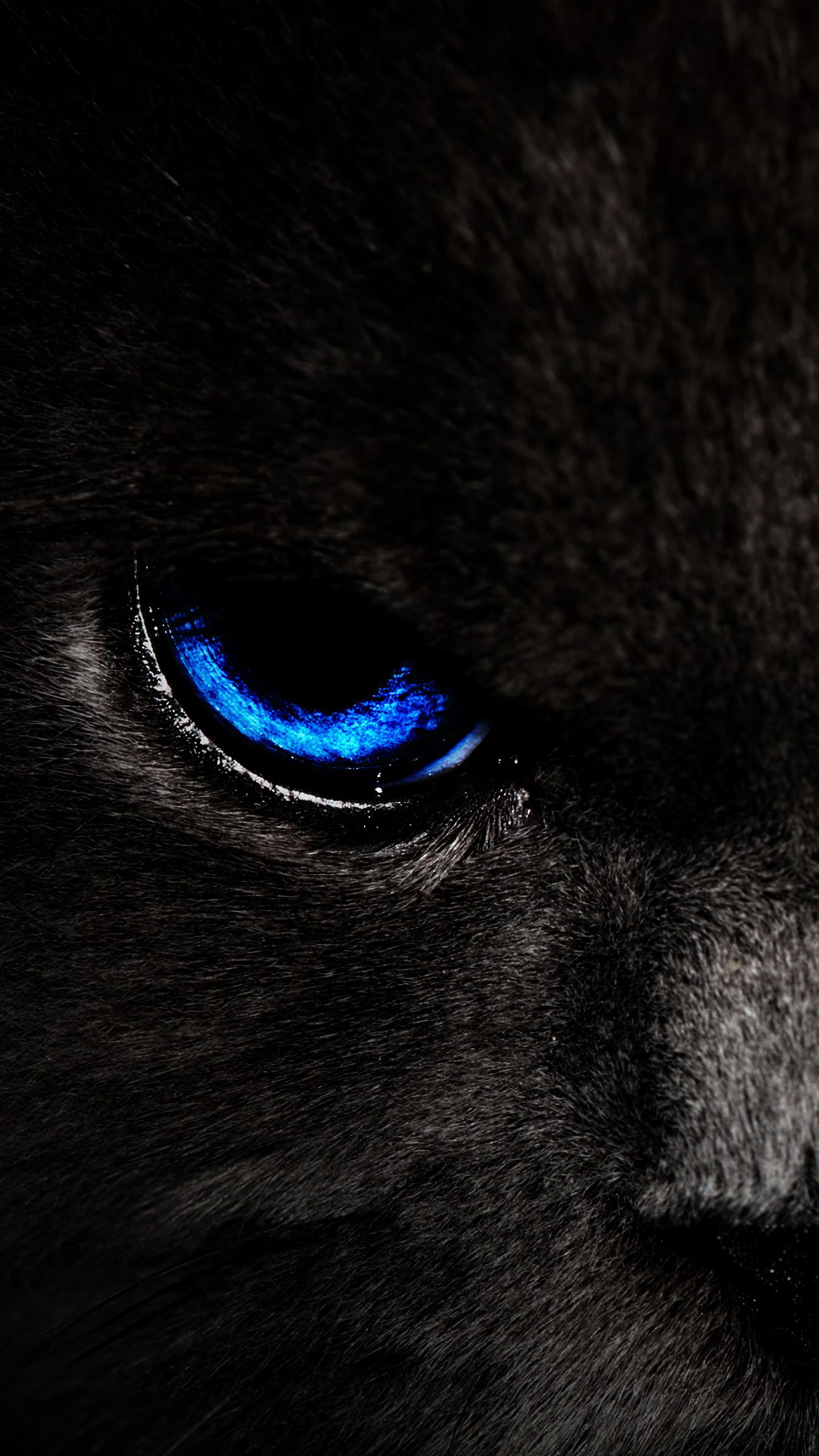1350x2400 Wallpaper cat, eyes, blue, glance, dark