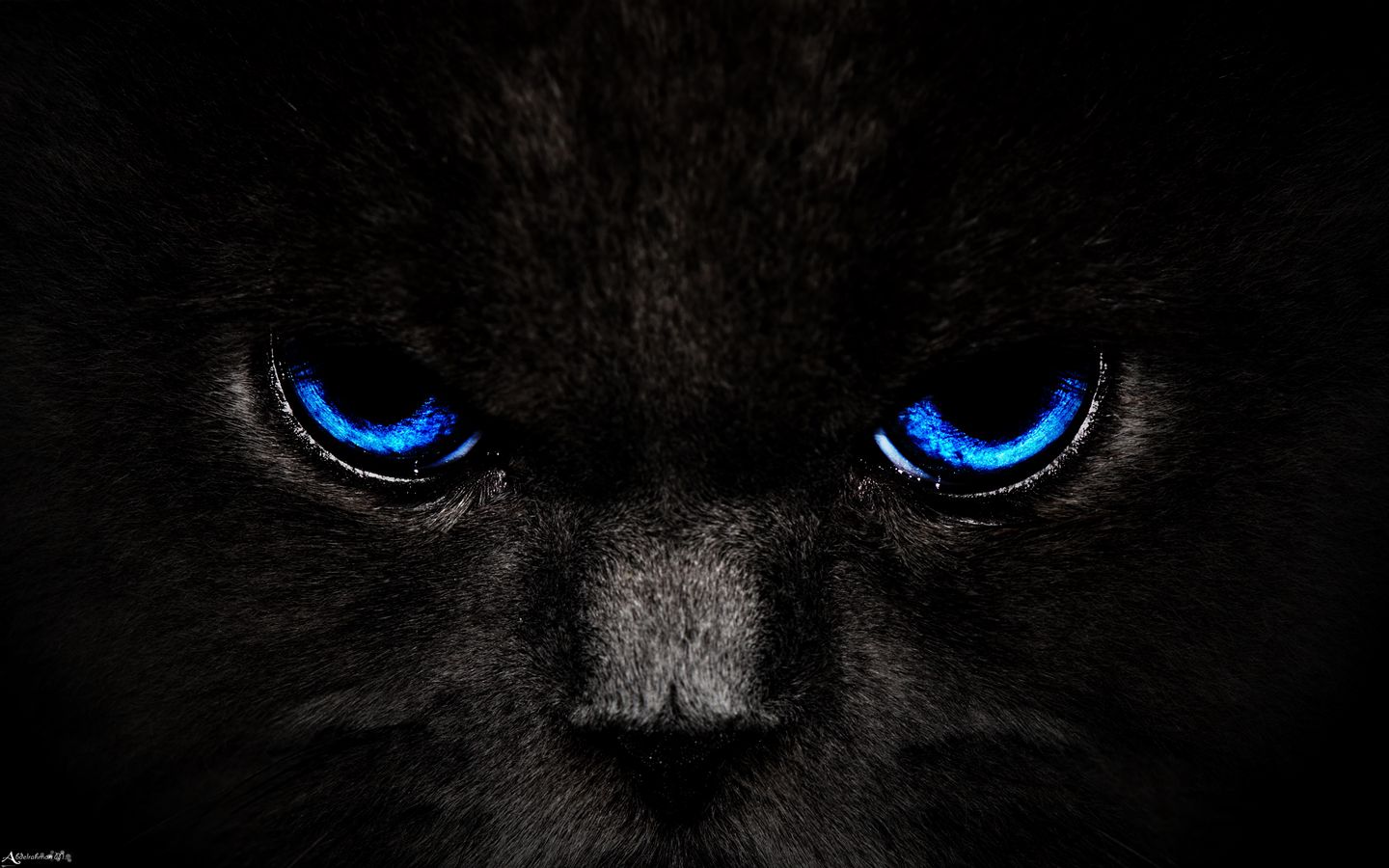 1440x900 Wallpaper cat, eyes, blue, glance, dark