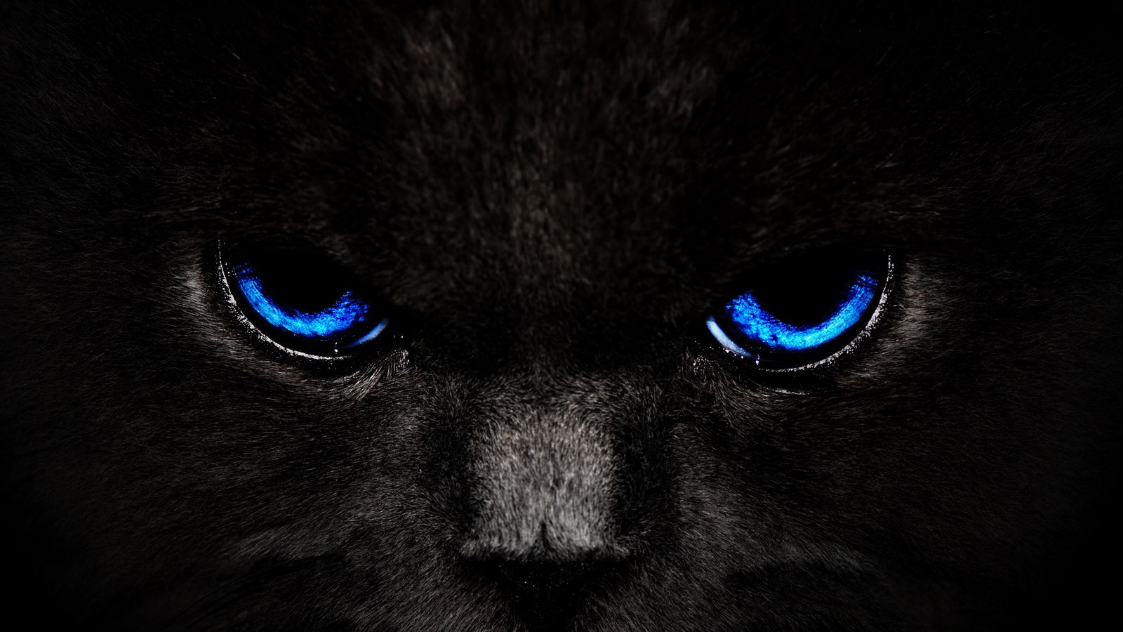 1600x900 Wallpaper cat, eyes, blue, glance, dark