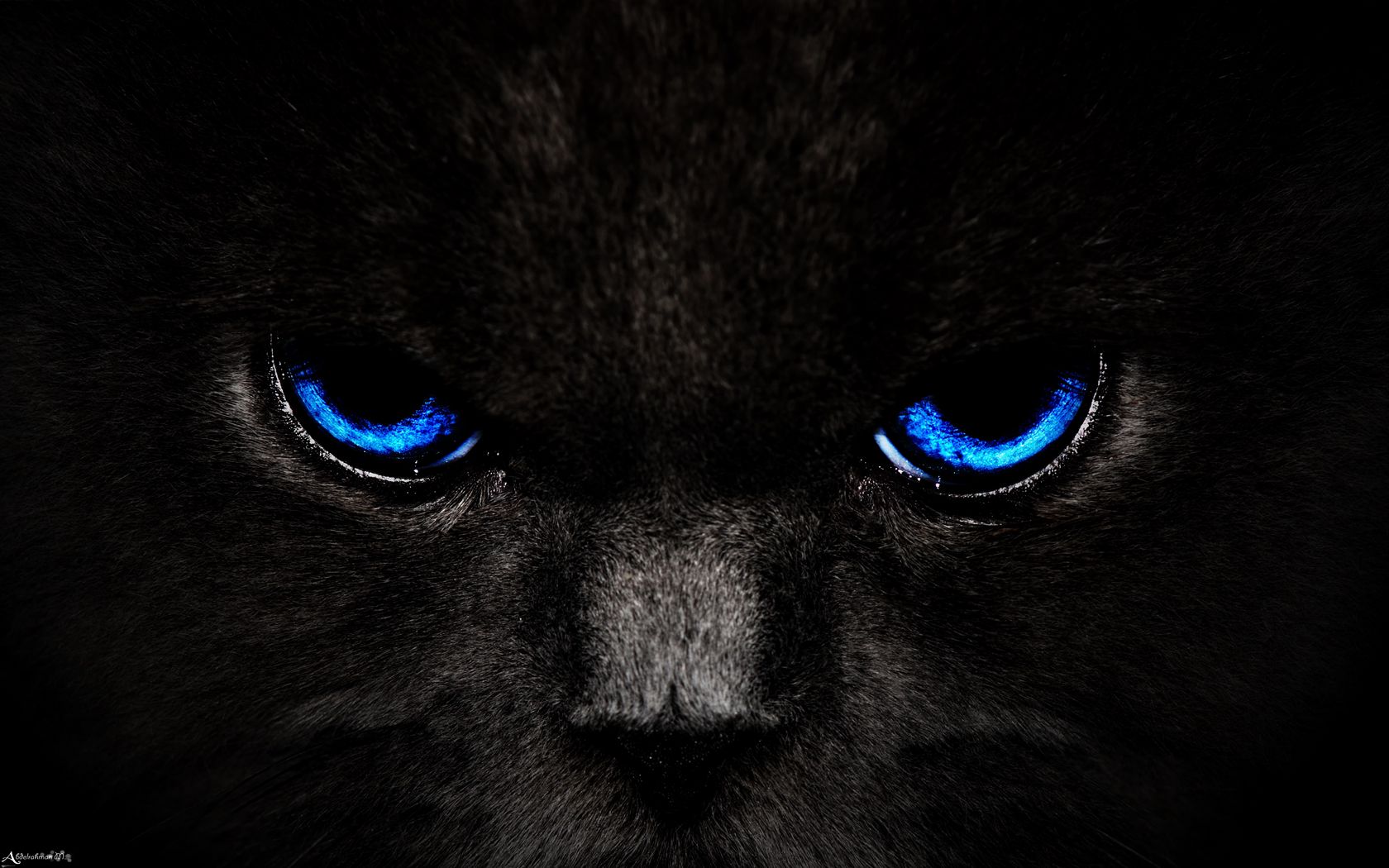 1680x1050 Wallpaper cat, eyes, blue, glance, dark