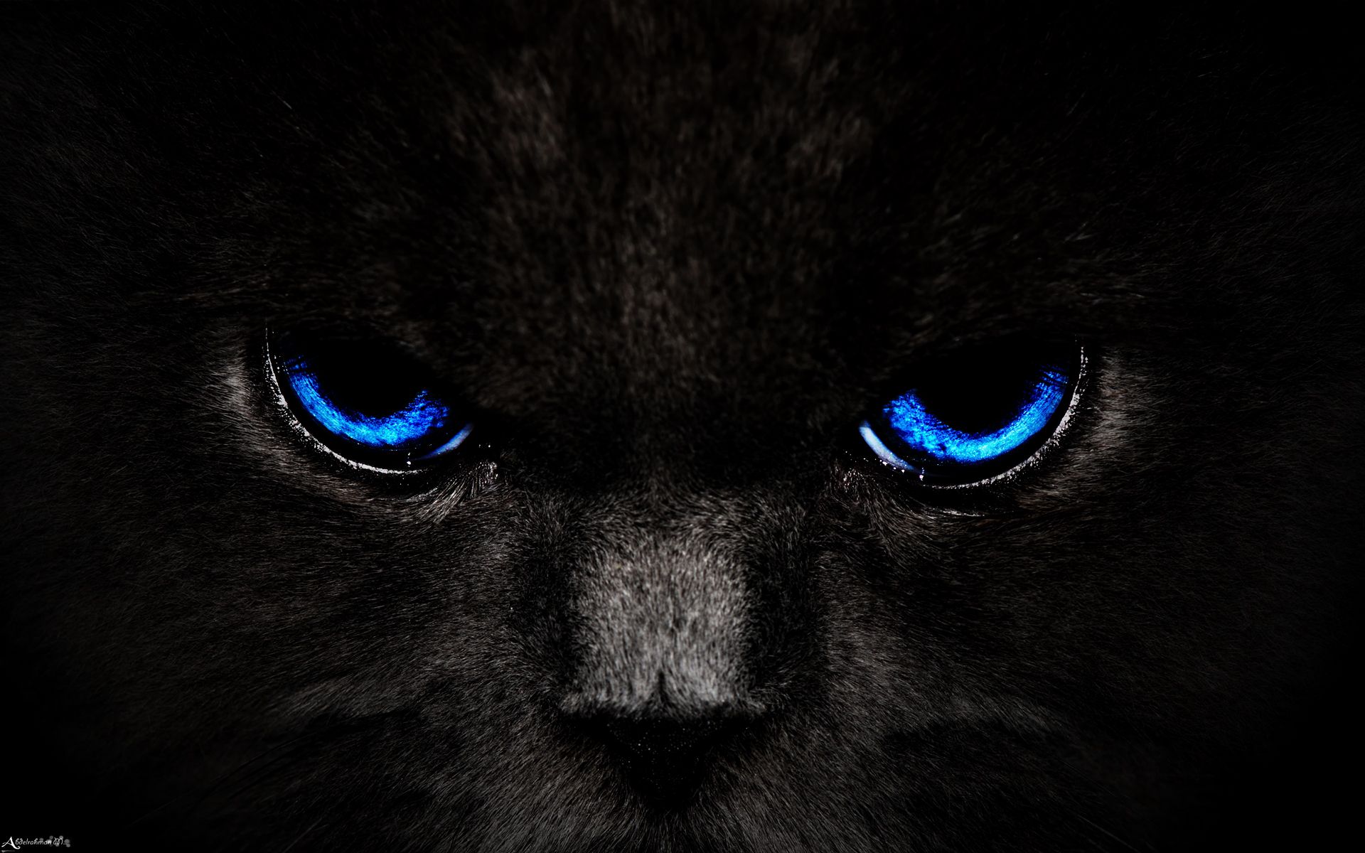 1920x1200 Wallpaper cat, eyes, blue, glance, dark