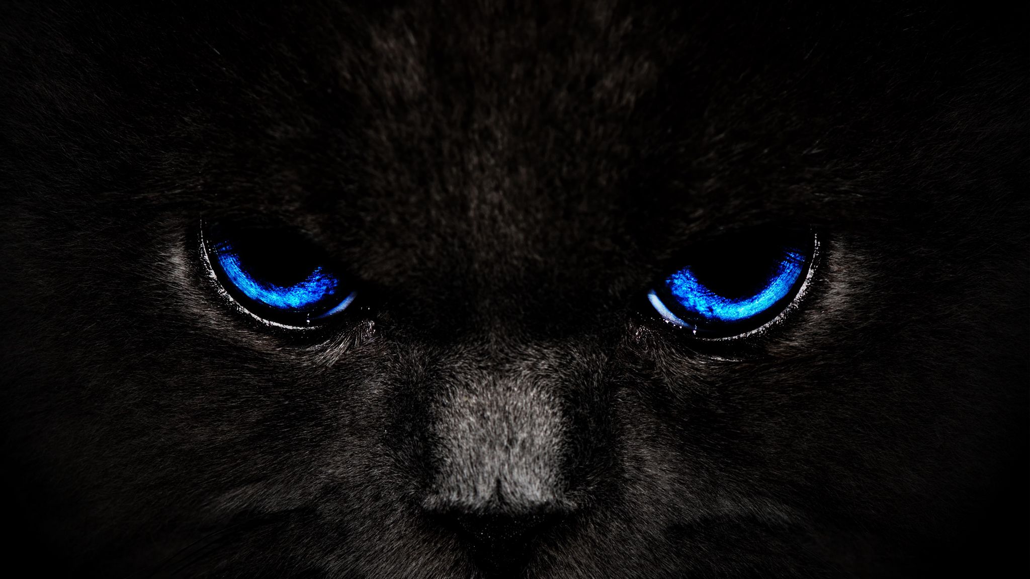 2048x1152 Wallpaper cat, eyes, blue, glance, dark