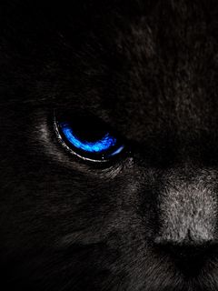 240x320 Wallpaper cat, eyes, blue, glance, dark