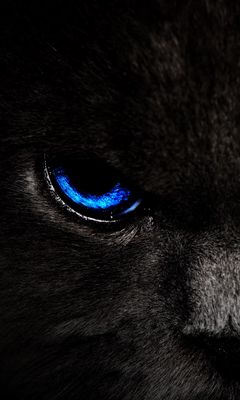 240x400 Wallpaper cat, eyes, blue, glance, dark