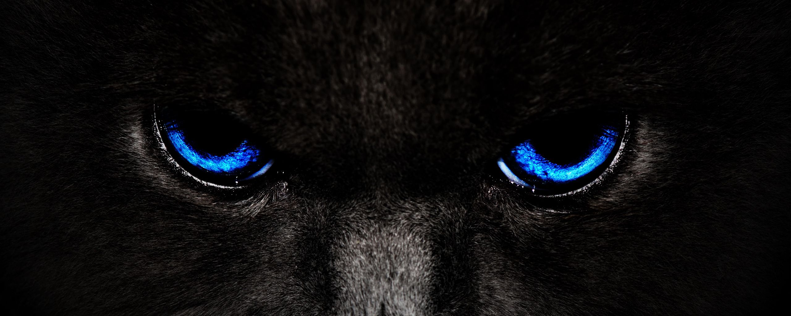 2560x1024 Wallpaper cat, eyes, blue, glance, dark