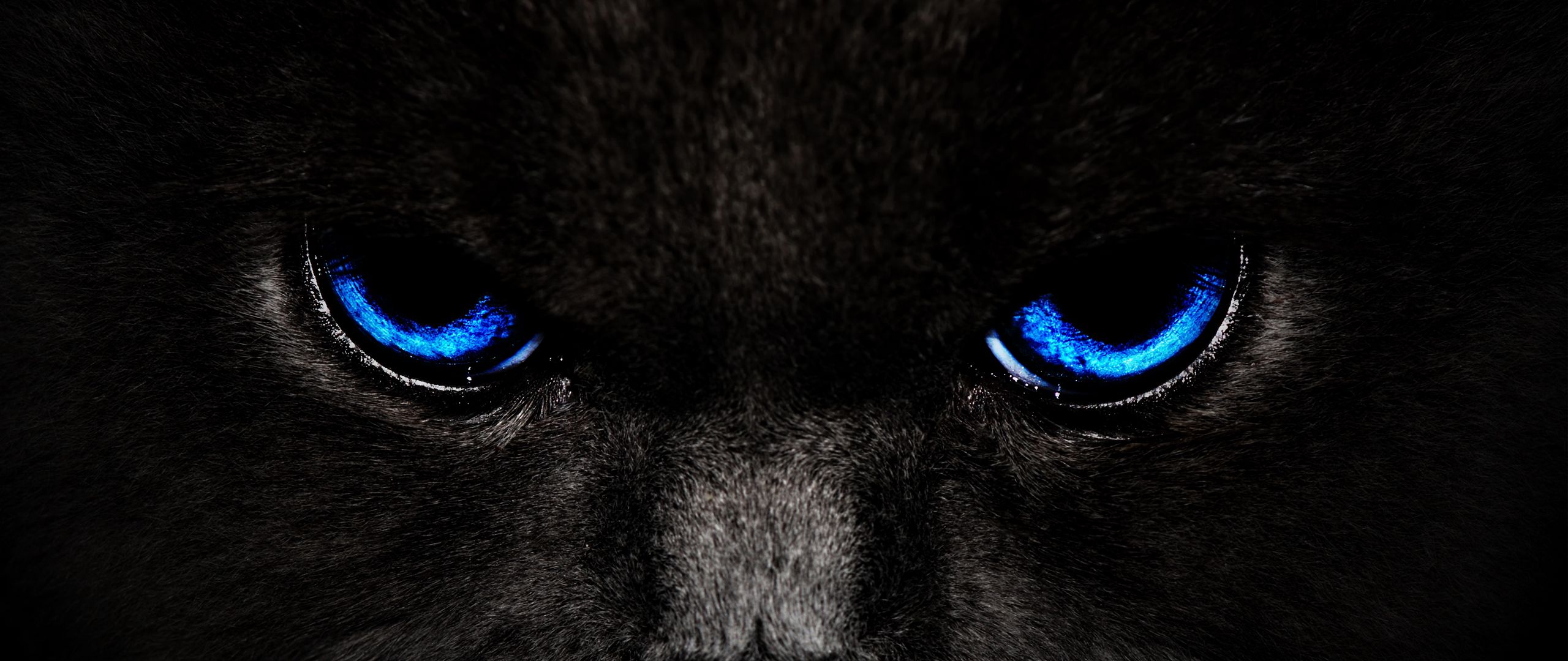 2560x1080 Wallpaper cat, eyes, blue, glance, dark