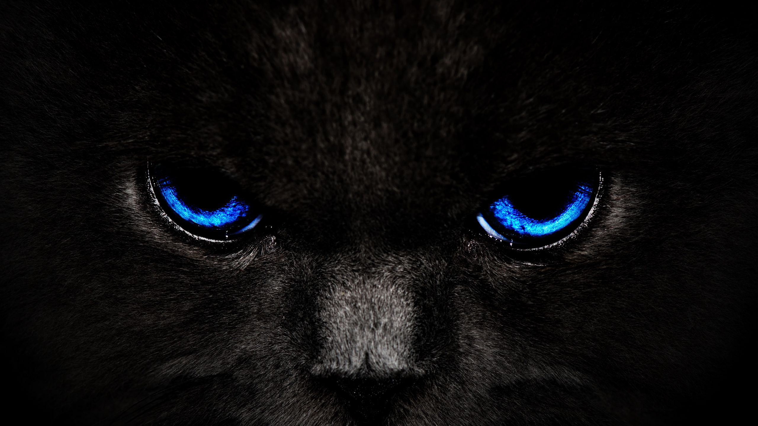 2560x1440 Wallpaper cat, eyes, blue, glance, dark