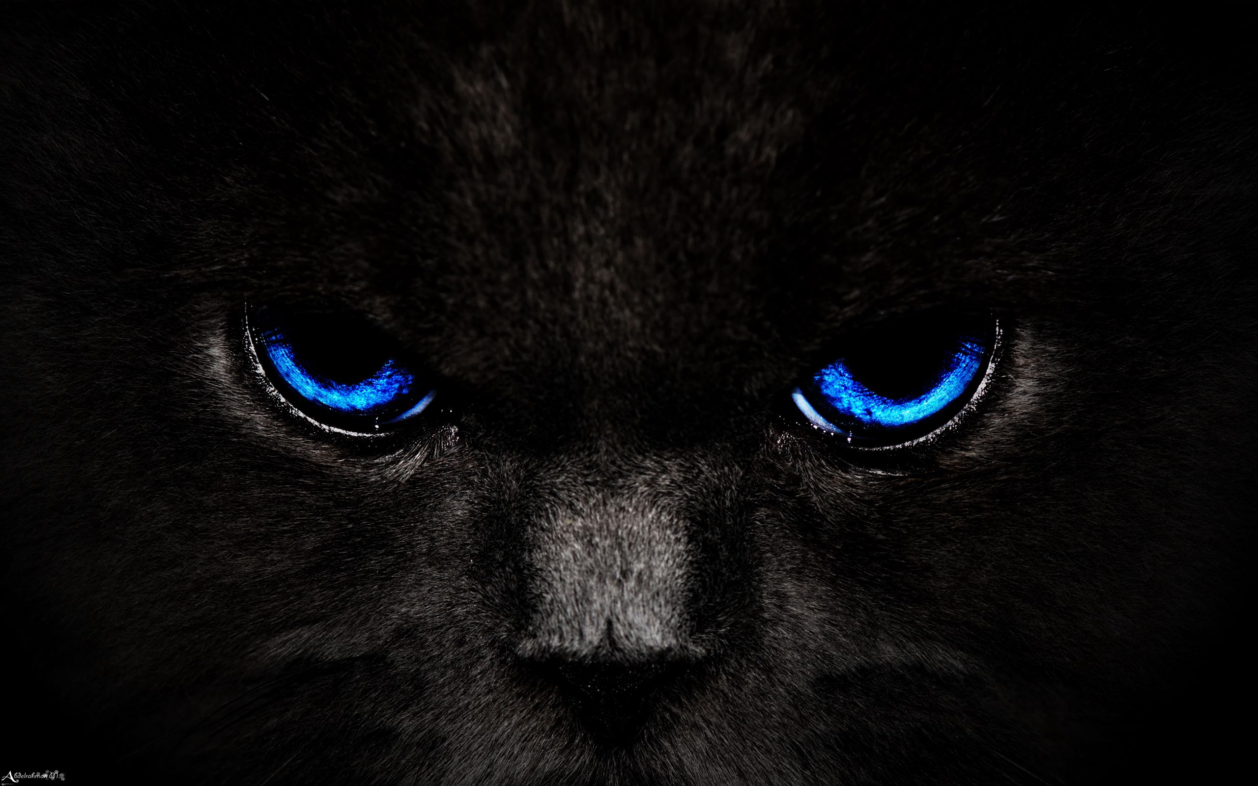 2560x1600 Wallpaper cat, eyes, blue, glance, dark