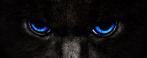 Preview wallpaper cat, eyes, blue, glance, dark