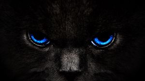 Preview wallpaper cat, eyes, blue, glance, dark