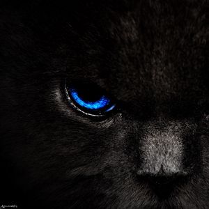 Preview wallpaper cat, eyes, blue, glance, dark