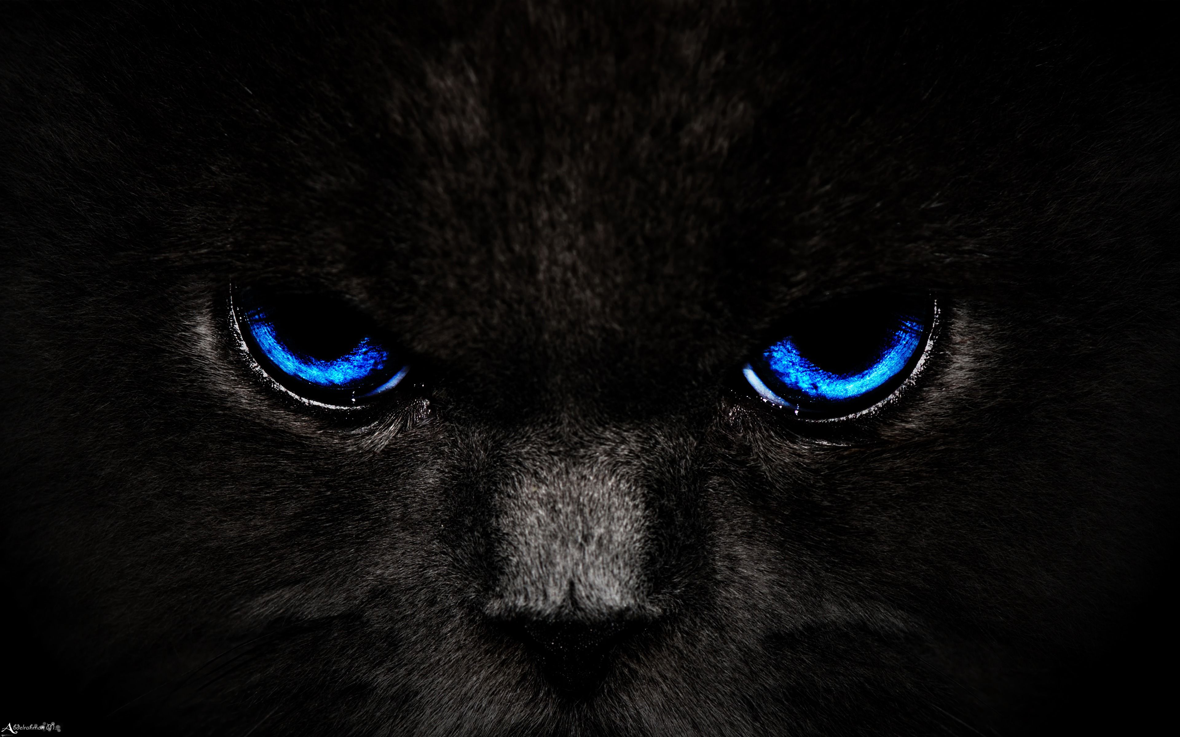 3840x2400 Wallpaper cat, eyes, blue, glance, dark