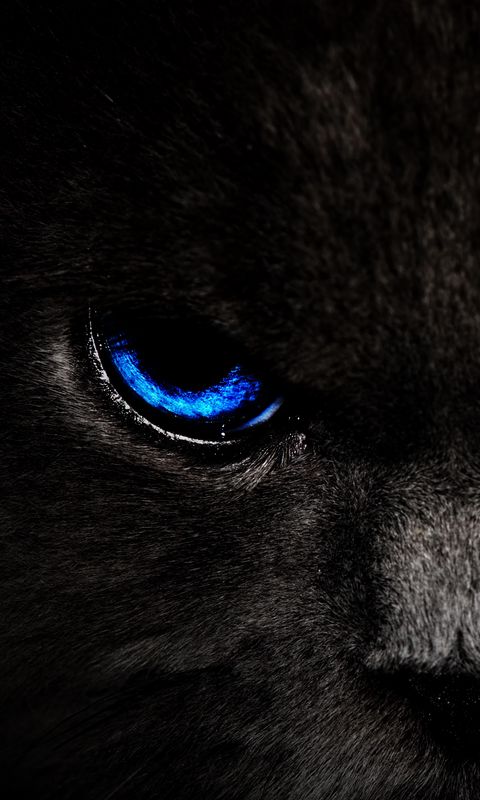 480x800 Wallpaper cat, eyes, blue, glance, dark