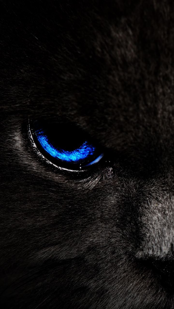 720x1280 Wallpaper cat, eyes, blue, glance, dark
