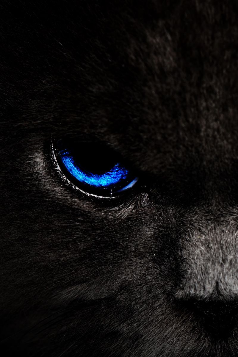 800x1200 Wallpaper cat, eyes, blue, glance, dark