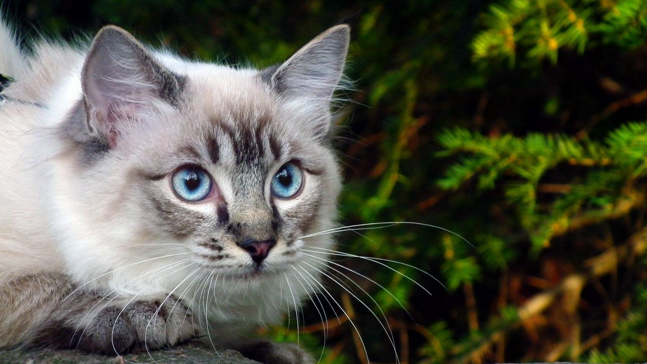 Wallpaper cat, eyes, blue, branch, green