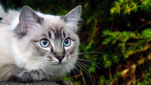 Preview wallpaper cat, eyes, blue, branch, green