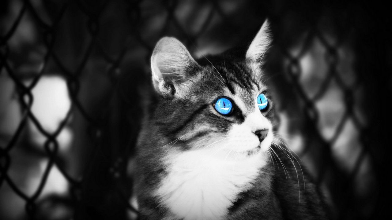 Wallpaper cat, eyes, blue eyes, black white, lie