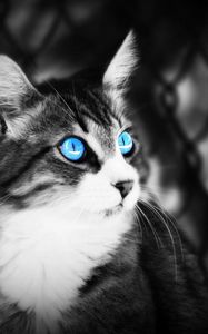 Preview wallpaper cat, eyes, blue eyes, black white, lie