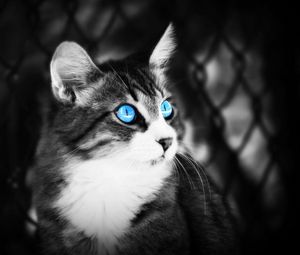 Preview wallpaper cat, eyes, blue eyes, black white, lie