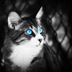 Preview wallpaper cat, eyes, blue eyes, black white, lie