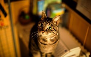 Preview wallpaper cat, eyes, blurring, striped