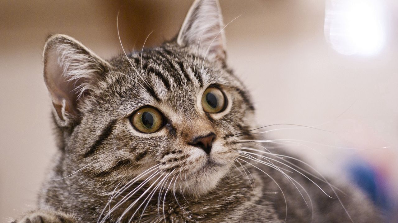 Wallpaper cat, eyes, brooding