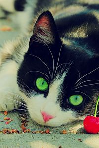 Preview wallpaper cat, eyes, cherry, spotted, beautiful