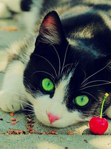 Preview wallpaper cat, eyes, cherry, spotted, beautiful