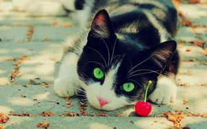 Preview wallpaper cat, eyes, cherry, spotted, beautiful