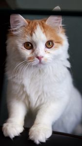 Preview wallpaper cat, eyes, cute