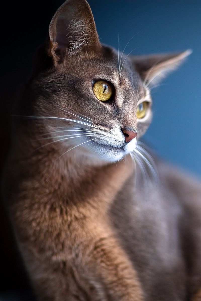 Download wallpaper 800x1200 cat, eyes, ears, blurred, view, background