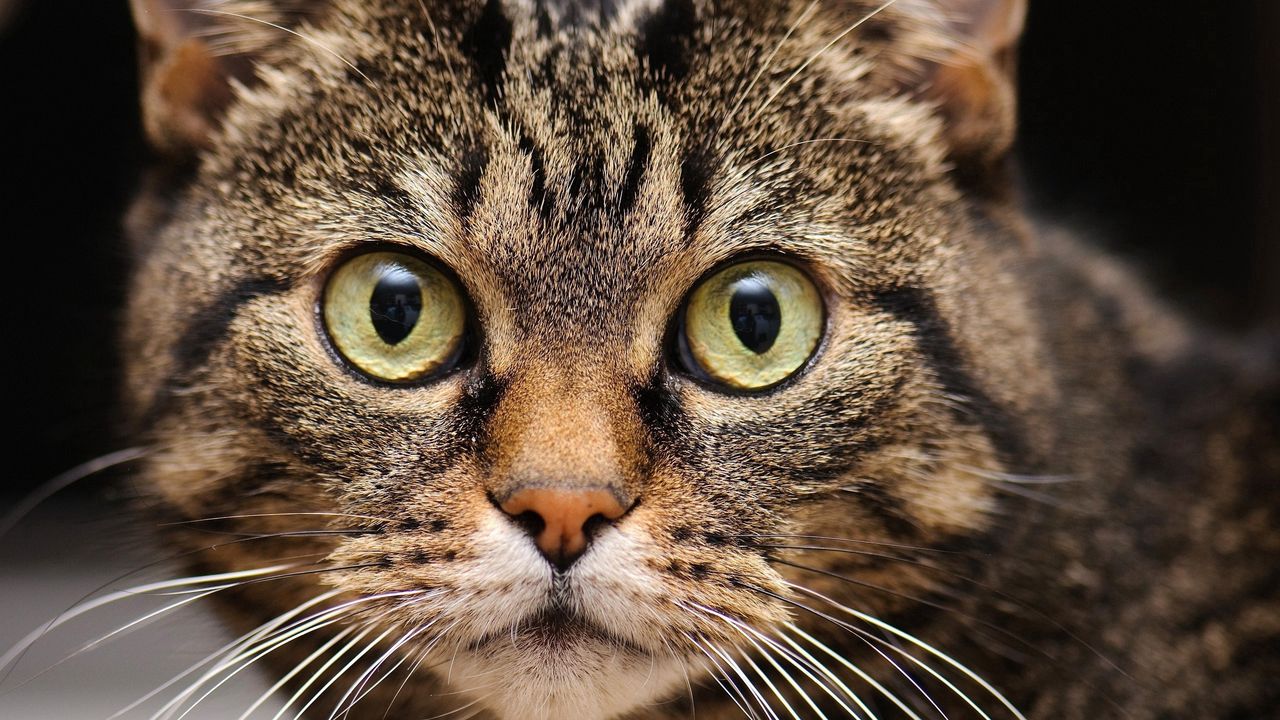 Wallpaper cat, eyes, face, close-up, fear