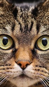 Preview wallpaper cat, eyes, face, close-up, fear