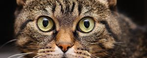 Preview wallpaper cat, eyes, face, close-up, fear