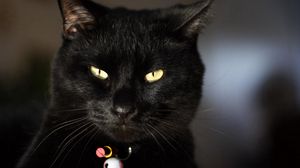 Preview wallpaper cat, eyes, face, dark, collar