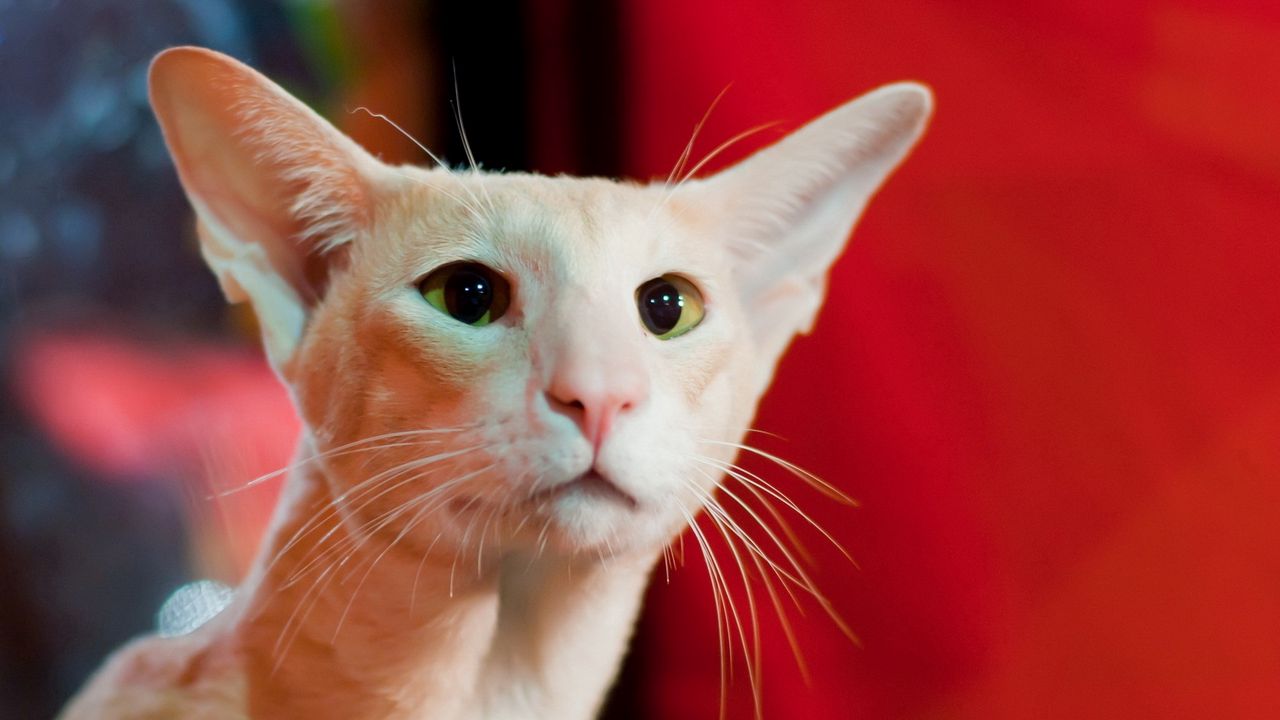 Wallpaper cat, eyes, face, ears
