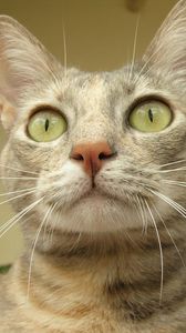 Preview wallpaper cat, eyes, face, surprise
