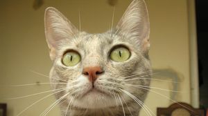 Preview wallpaper cat, eyes, face, surprise