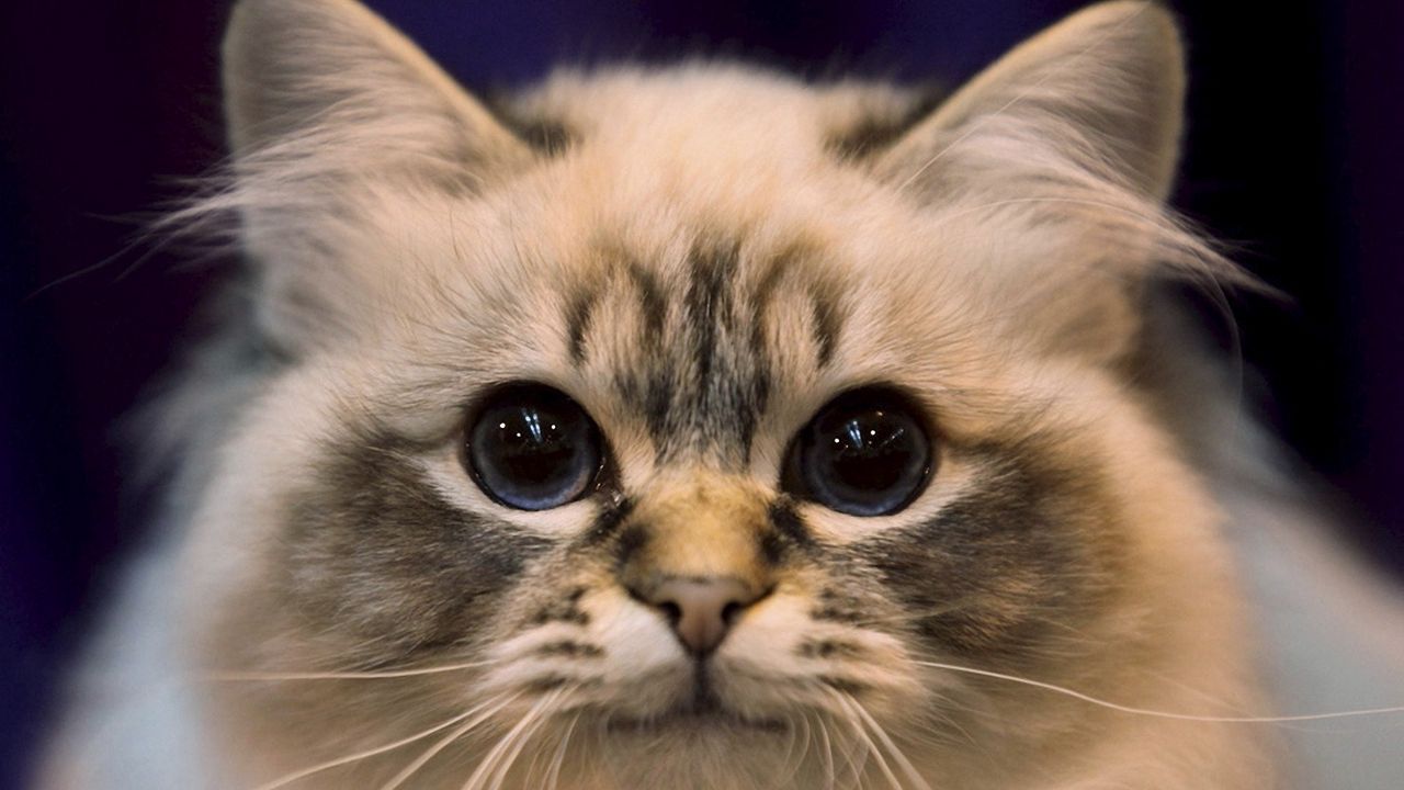 Wallpaper cat, eyes, fluffy, look, darling