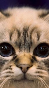 Preview wallpaper cat, eyes, fluffy, look, darling