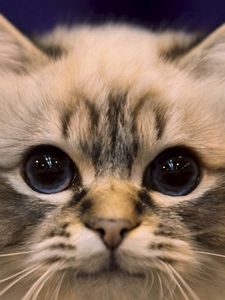 Preview wallpaper cat, eyes, fluffy, look, darling