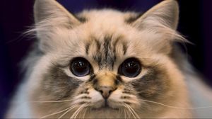 Preview wallpaper cat, eyes, fluffy, look, darling