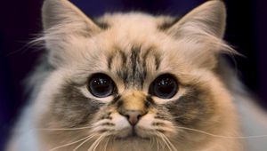 Preview wallpaper cat, eyes, fluffy, look, darling