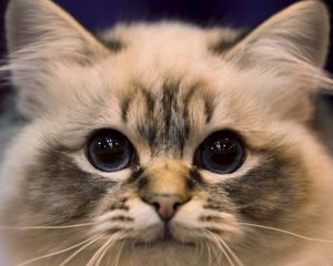 Preview wallpaper cat, eyes, fluffy, look, darling