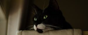 Preview wallpaper cat, eyes, fluffy, pet, head